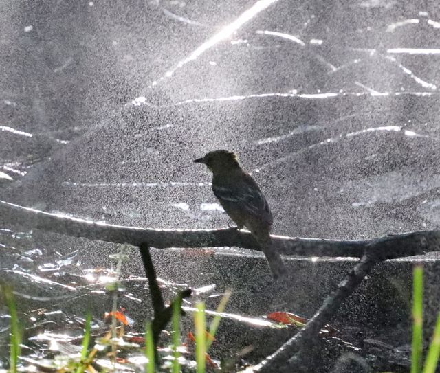 Orchard Oriole / Misty morning at Peveto Woods
