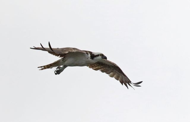 Osprey at Peveto Woods