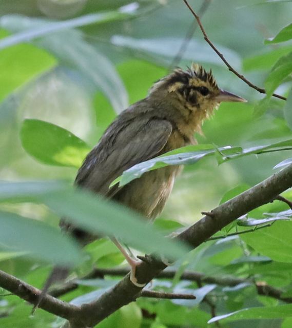 Worm-eating Warbler at Peveto Woods