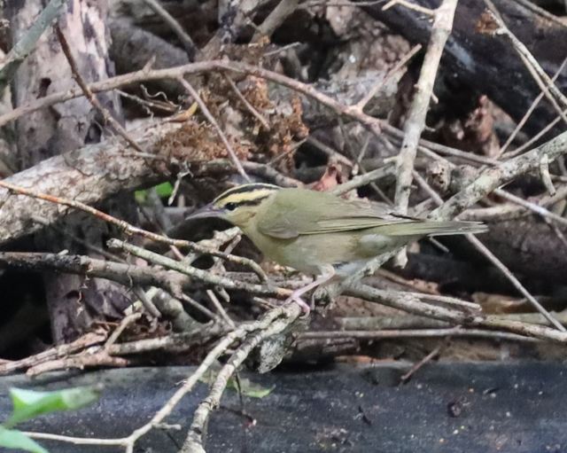 Worm-eating Warbler at Peveto Woods