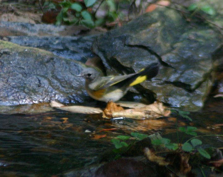 American Redstart photographed at Holston Hills Road, Knoxville, Tennessee in 2005