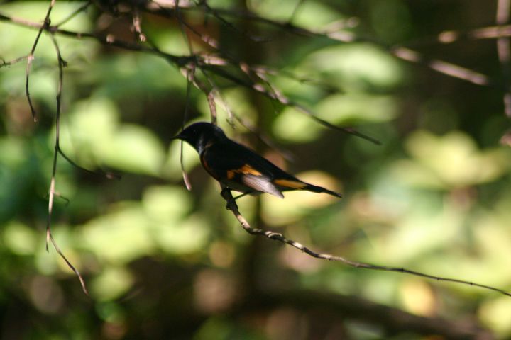 American Redstart photographed at Holston Hills Road, Knoxville, Tennessee in 2005