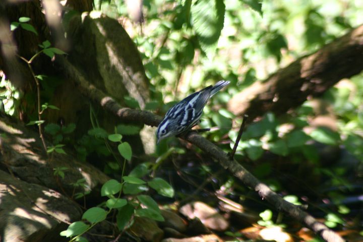 Black-and-white Warbler photographed at Holston Hills Road, Knoxville, Tennessee in 2005
