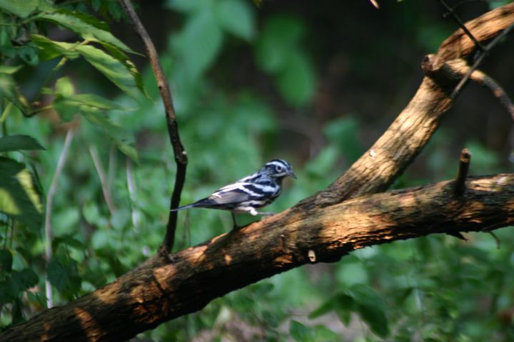 Black-and-white Warbler photographed at Holston Hills Road, Knoxville, Tennessee in 2005