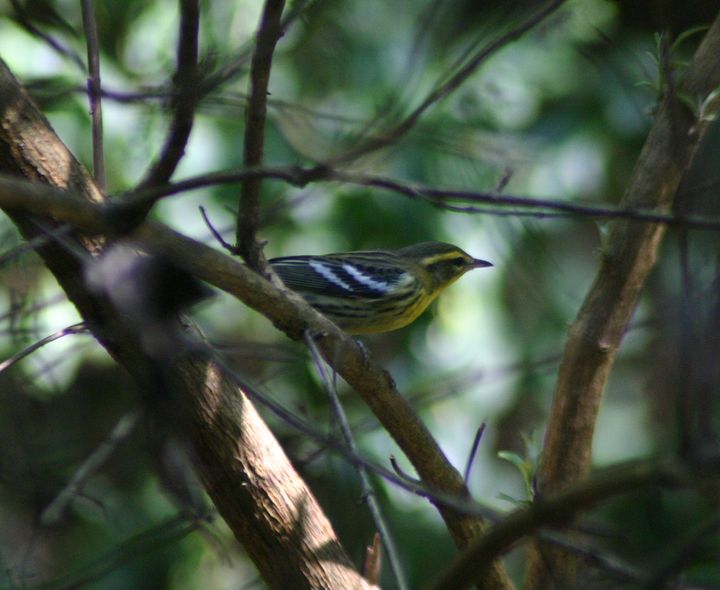 Blackburnian Warbler photographed at Holston Hills Road, Knoxville, Tennessee in 2005