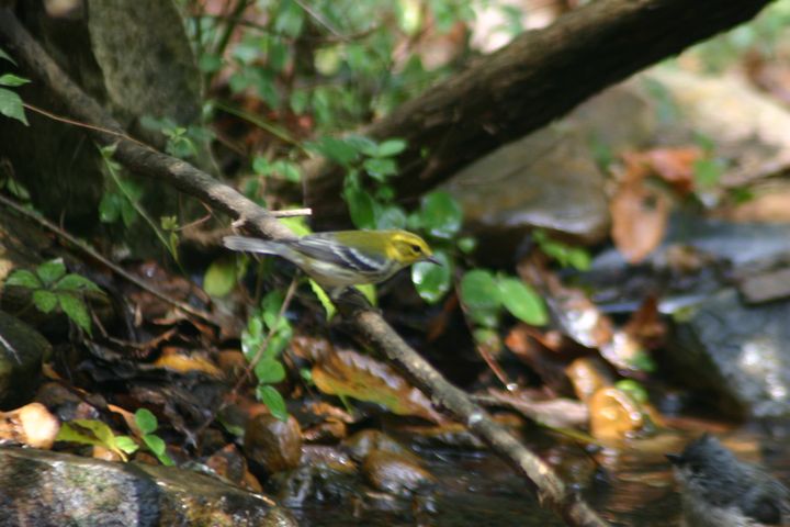 Black-throated Green Warbler photographed at Holston Hills Road, Knoxville, Tennessee in 2005