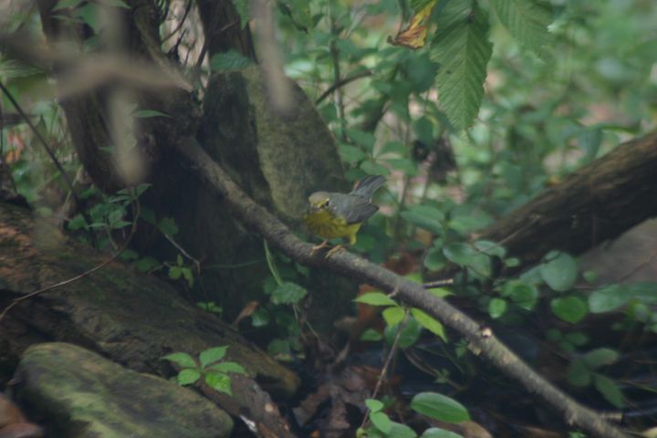 Canada Warbler photographed at Holston Hills Road, Knoxville, Tennessee in 2005