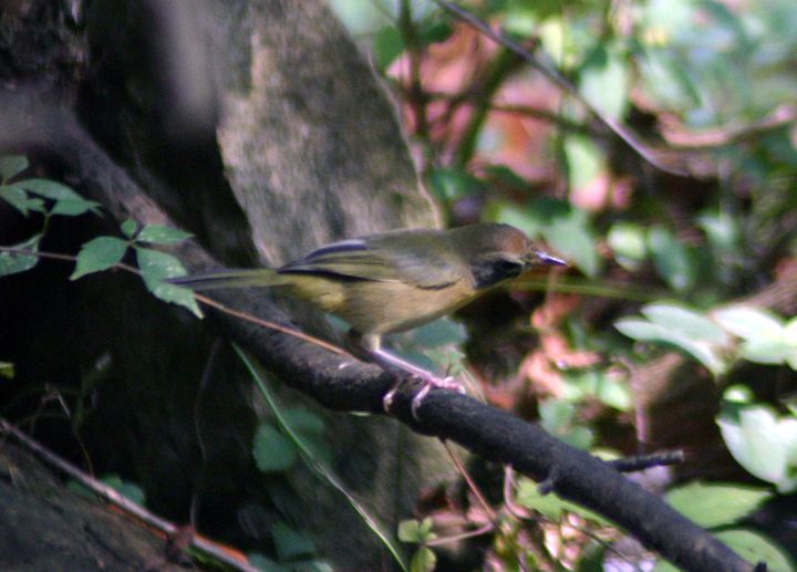 Common Yellowthroat photographed at Holston Hills Road, Knoxville, Tennessee in 2005