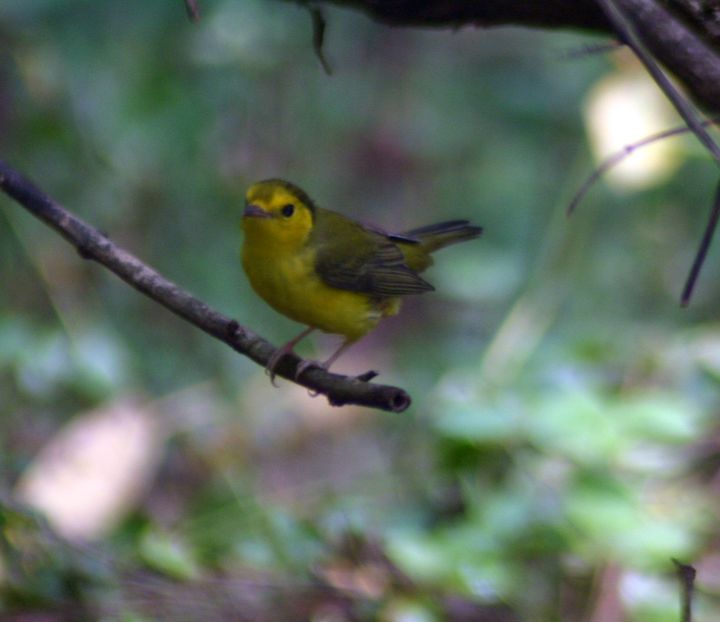Hooded Warbler photographed at Holston Hills Road, Knoxville, Tennessee in 2005