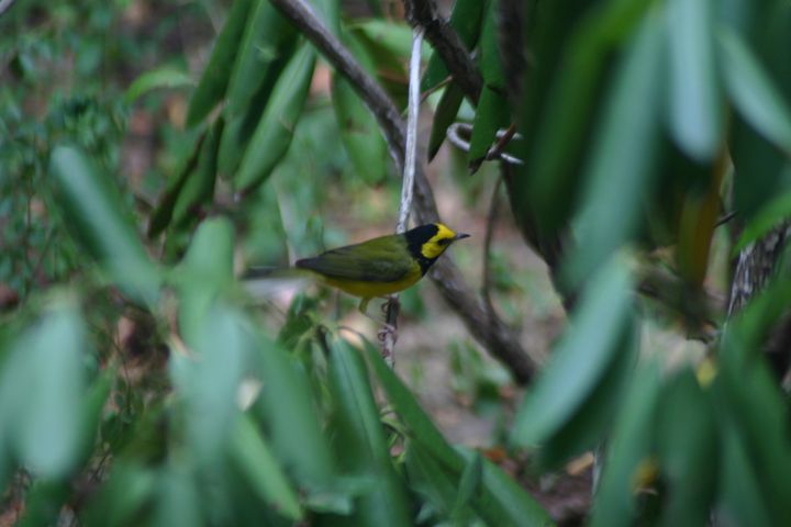 Hooded Warbler photographed at Holston Hills Road, Knoxville, Tennessee in 2005