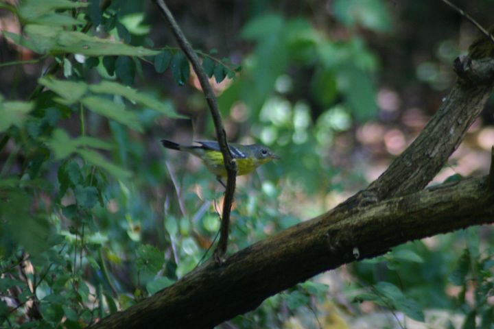 Magnolia Warbler photographed at Holston Hills Road, Knoxville, Tennessee in 2005