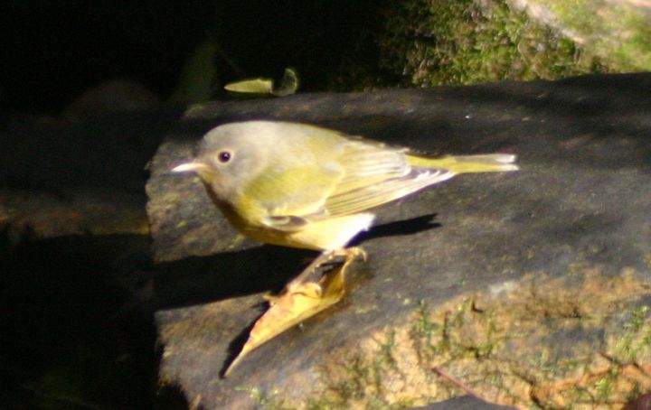 Nashville Warbler photographed at Holston Hills Road, Knoxville, Tennessee in 2005