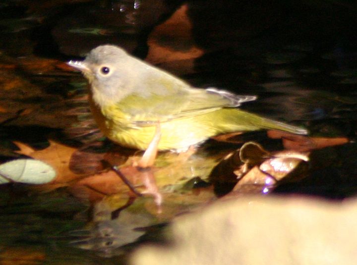 Nashville Warbler photographed at Holston Hills Road, Knoxville, Tennessee in 2005