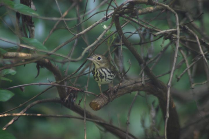 Ovenbird photographed at Holston Hills Road, Knoxville, Tennessee in 2005