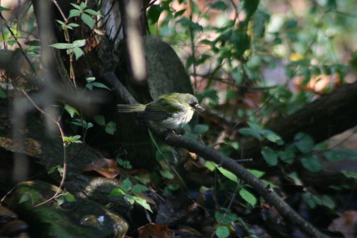 Tennessee Warbler photographed at Holston Hills Road, Knoxville, Tennessee in 2005