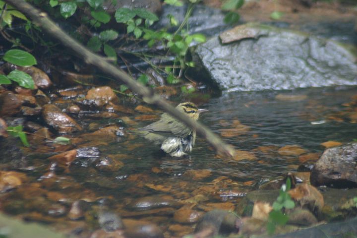Worm-eating Warbler photographed at Holston Hills Road, Knoxville, Tennessee in 2005