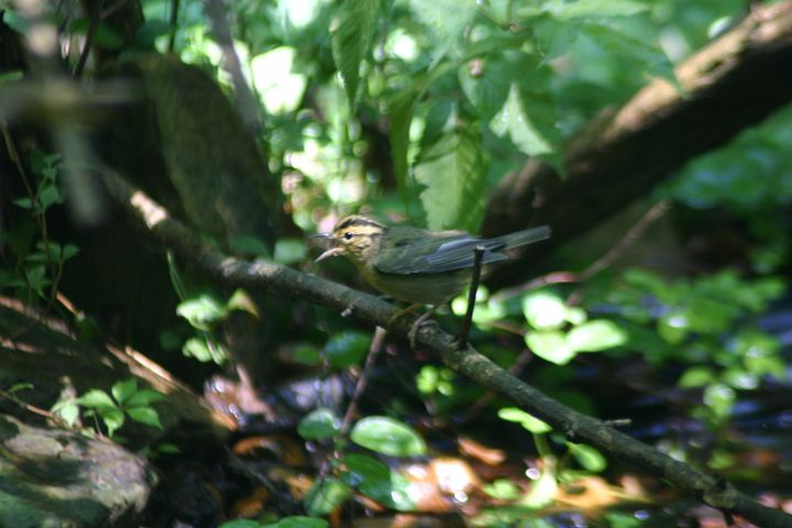 Worm-eating Warbler photographed at Holston Hills Road, Knoxville, Tennessee in 2005