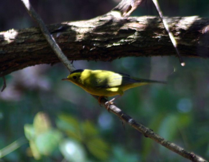 Wilson’s Warbler photographed at Holston Hills Road, Knoxville, Tennessee in 2005