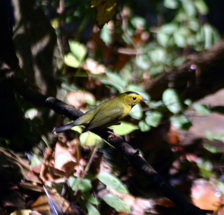 Wilson’s Warbler photographed at Holston Hills Road, Knoxville, Tennessee in 2005