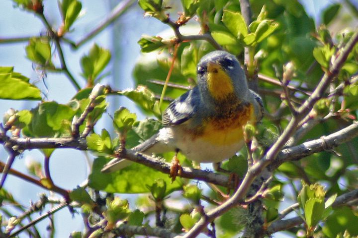 Northern Parula photographed at Texas Rio Grande Valley in 2008