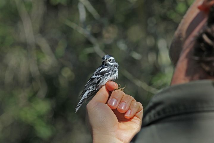 Black-and-white Warbler photographed at Bluebonnet Swamp Nature Center in 2014