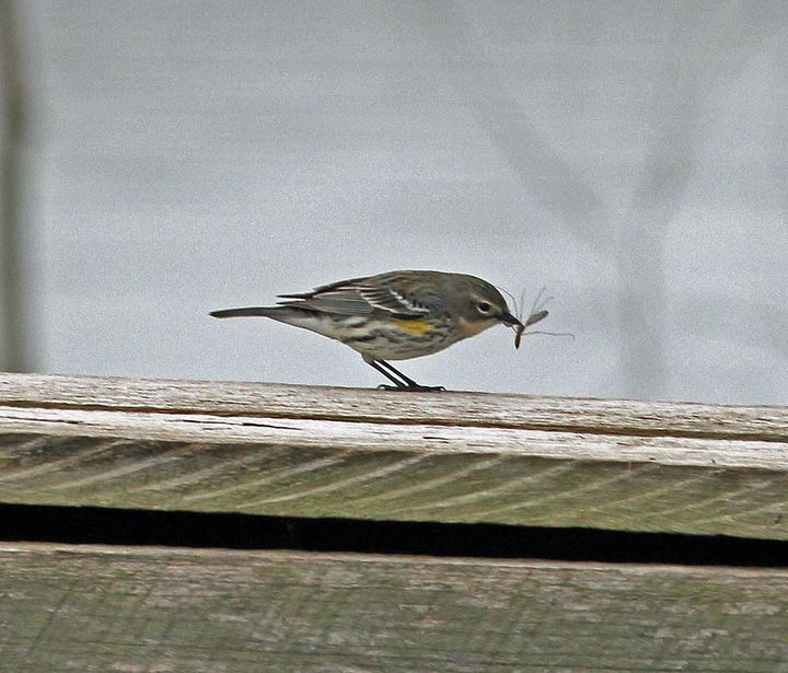 Yellow-rumped Warbler photographed at Cypress Island Preserve in 2014