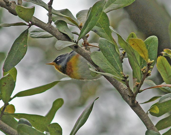 Northern Parula photographed at Cypress Island Preserve in 2014