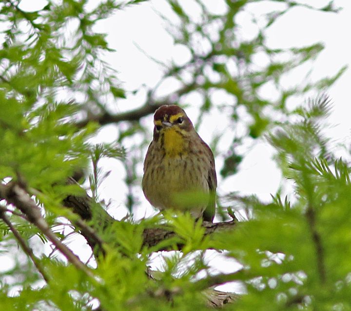 Palm Warbler photographed at Lockport Boardwalk in 2014