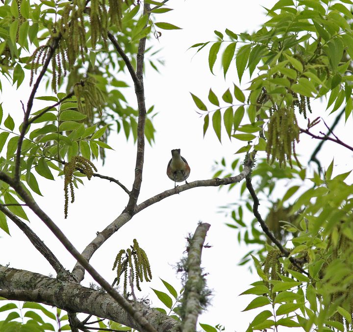 Bay-breasted Warbler photographed at St. Bernard Birding Festival in 2015