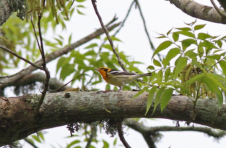 Blackburnian Warbler photographed at St. Bernard Birding Festival in 2015