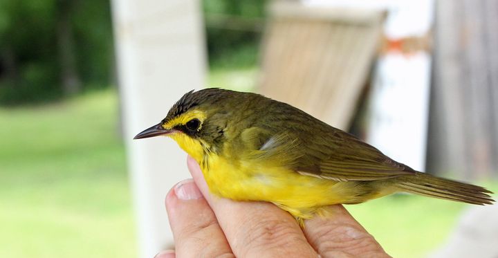Kentucky Warbler photographed at St. Bernard Birding Festival in 2015