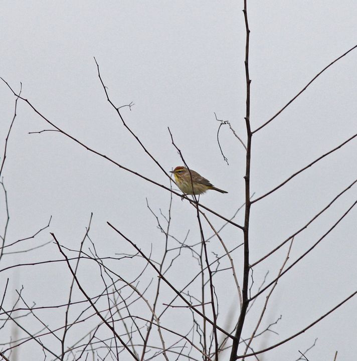 Palm Warbler photographed at Grand Isle in 2015