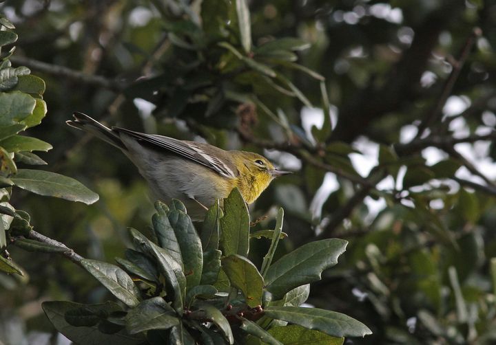 Pine Warbler photographed at Peveto Woods in 2015