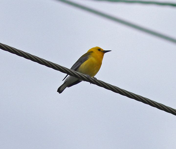 Prothonotary Warbler photographed at Yellow Gate at Exit 127 in 2015