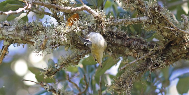Bay-breasted Warbler photographed at Peveto Woods in 2016