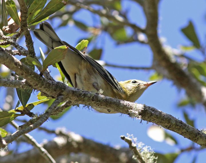 Bay-breasted Warbler photographed at Peveto Woods in 2016