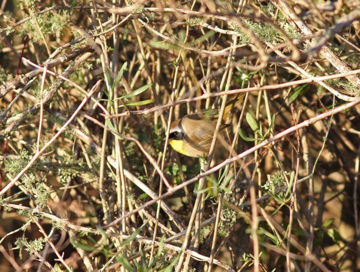 Common Yellowthroat photographed at Baton Rouge Christmas Bird Count in 2016