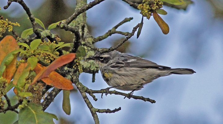 Yellow-rumped Warbler photographed at Lockport Boardwalk in 2016