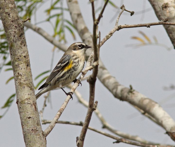 Yellow-rumped Warbler photographed at Peveto Woods in 2016