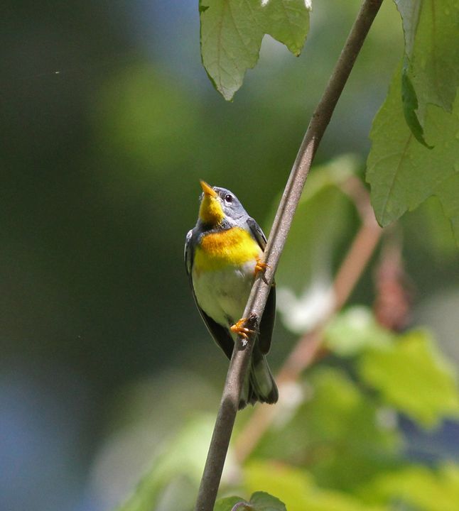 Northern Parula photographed at Jean Lafitte NWR in 2016