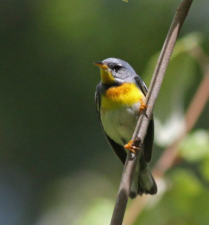 Northern Parula photographed at Jean Lafitte NWR in 2016