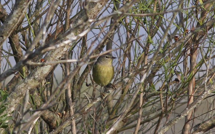Orange-crowned Warbler photographed at Creole Christmas Bird Count in 2016