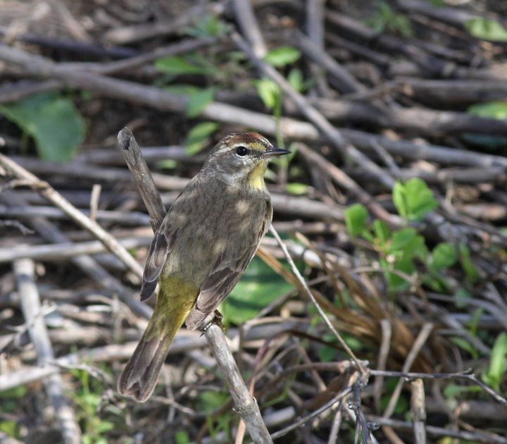 Palm Warbler photographed at Grand Isle in 2016