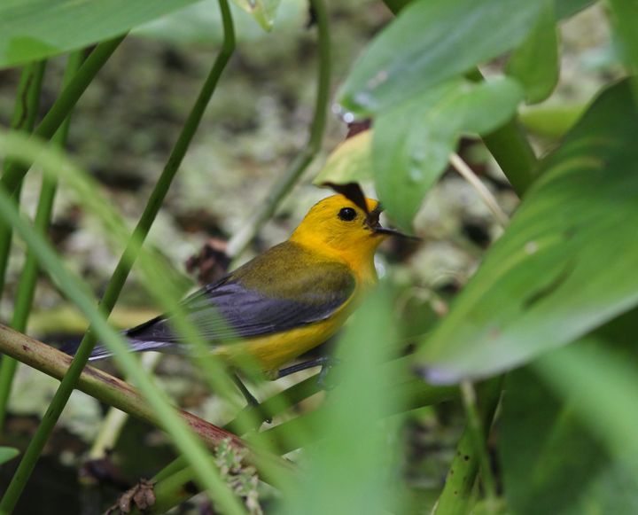 Prothonotary Warbler photographed at Jean Lafitte NWR in 2016