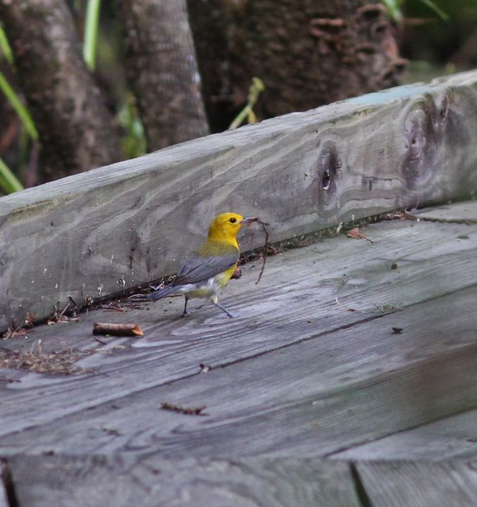 Prothonotary Warbler photographed at Jean Lafitte NWR in 2016