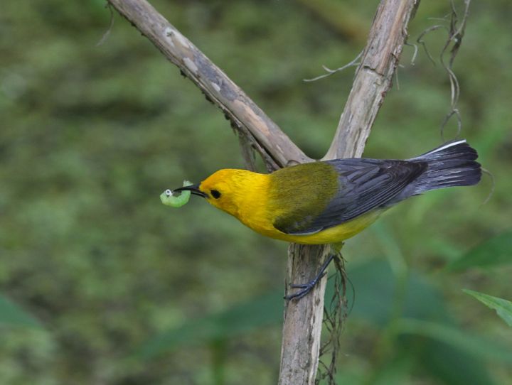 Prothonotary Warbler photographed at Jean Lafitte NWR in 2016