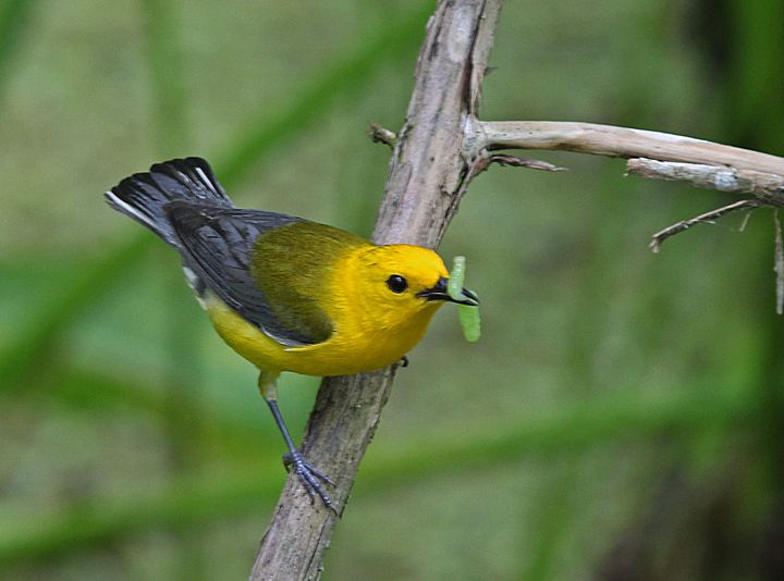 Prothonotary Warbler photographed at Jean Lafitte NWR in 2016