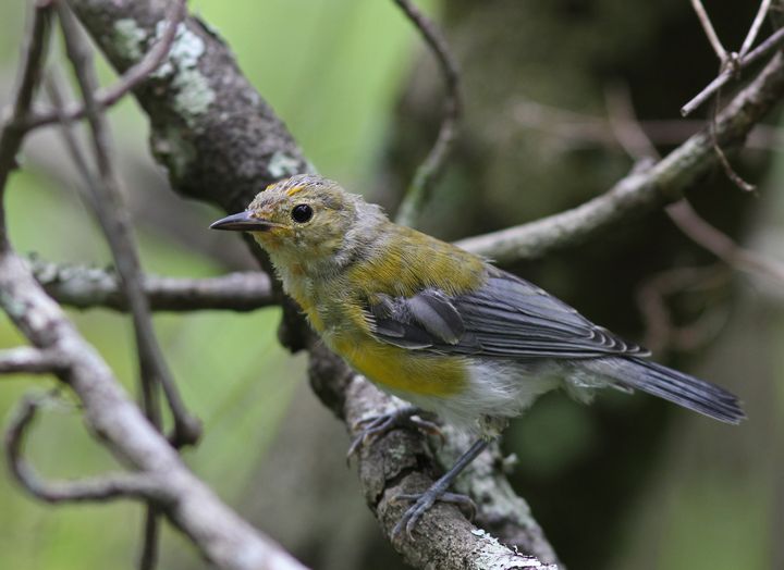 Prothonotary Warbler photographed at Jean Lafitte NWR in 2016
