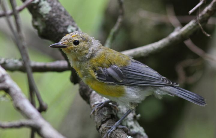 Prothonotary Warbler photographed at Jean Lafitte NWR in 2016