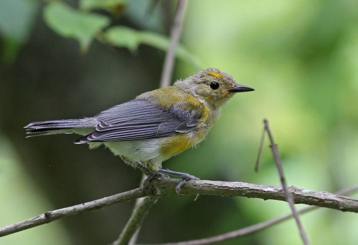 Prothonotary Warbler photographed at Jean Lafitte NWR in 2016
